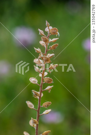 Plant with small round seedpods observed in a natural setting during daylight hours Plant with small round seedpods observed in a natural setting during daylight hours 135042769