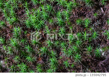 Tall moss thrives on forest floor resembling tiny fir trees often seen in shaded areas during spring and summer seasons across various locations 135042795