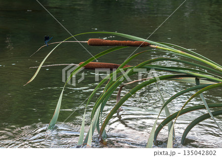 Close view of Typha angustifolia with brown flower spikes near a water surface in a wetland environment during daylight hours Close view of Typha angustifolia with brown flower spikes near a water surface in a wetland environment during daylight hours 135042802