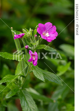Great willowherb shows bright pink flowers and hairy leaves in a natural setting during the spring season 135042803
