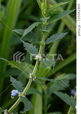 Mentha arvensis grows in a field with green leaves and small purple whorls against a backdrop of grass and other plants in natural sunlight Mentha arvensis grows in a field with green leaves and small purple whorls against a backdrop of grass and other plants in natural sunlight 135042804