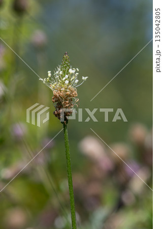 Ribwort plantain blooms under sunlight with narrow leaves in a natural setting during spring 135042805