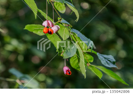 European spindle plant displaying pink fruits on branches in a natural setting during daylight hours 135042806