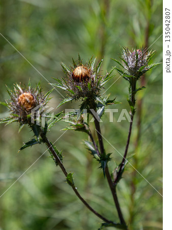 Carlina vulgaris grows with spiny leaves and flowers in a natural setting under bright sunlight during the summer season 135042807