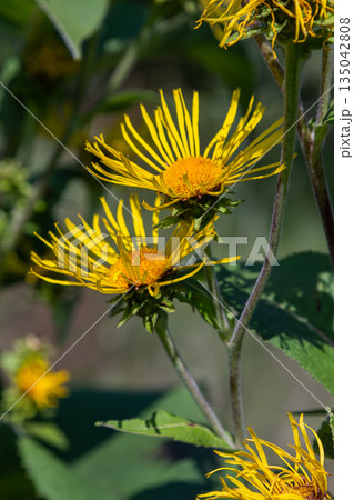 Tall perennial plant with yellow flowers in a garden setting during the day with bright sunlight illuminating the scene 135042808
