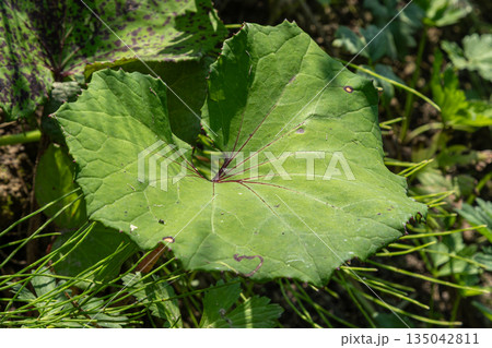 Coltsfoot plant with heart-shaped leaves growing in a natural setting during daytime in early spring 135042811