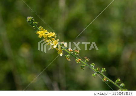 Yellow flower spikes of Agrimonia eupatoria growing in a natural setting during a sunny day in late spring or summer 135042817