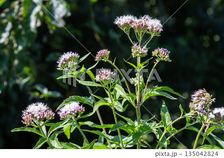 Tall perennial Hemp-agrimony with pink flowers grows in the wild under sunlight near other plants and trees in a natural setting during summer 135042824