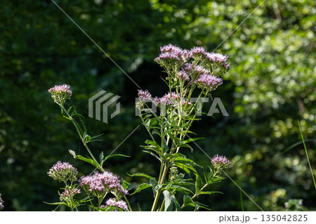 Hemp-agrimony grows tall with pink flowers in a lush green landscape during daylight hours 135042825