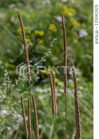 Timothy grass with cylindrical inflorescences grows in a meadow during summer months in a green landscape filled with other plants Timothy grass with cylindrical inflorescences grows in a meadow during summer months in a green landscape filled with other plants 135042829