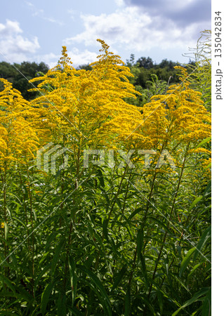 Tall Canadian Goldenrod with yellow plumes growing in a field during midday under partly cloudy skies near a forest edge 135042834