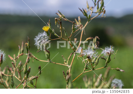 Tall prickly lettuce plant with yellow flowers and fluffy seeds growing in a green field under a bright sky during a sunny day Tall prickly lettuce plant with yellow flowers and fluffy seeds growing in a green field under a bright sky during a sunny day 135042835