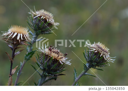 Carlina vulgaris grows in a field with distinctive straw-like flowers and spiny leaves during late summer in a natural habitat 135042850