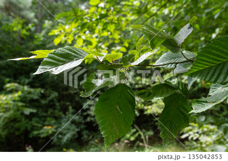 Common Alder tree with rounded notched leaves in a forest during the daytime showing details of its foliage and surrounding greenery 135042853