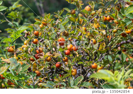 Rosa canina shrub with orange-red hips in a natural setting during the growing season in late summer Rosa canina shrub with orange-red hips in a natural setting during the growing season in late summer 135042854