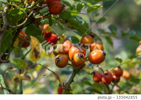 Rosa canina plant showing clusters of orange-red hips on thorny shrub in natural setting during sunny day 135042855