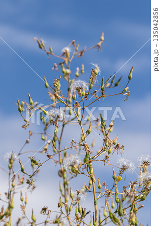 Prickly lettuce with small yellow flowers and tufted seeds under blue sky in natural habitat Prickly lettuce with small yellow flowers and tufted seeds under blue sky in natural habitat 135042856