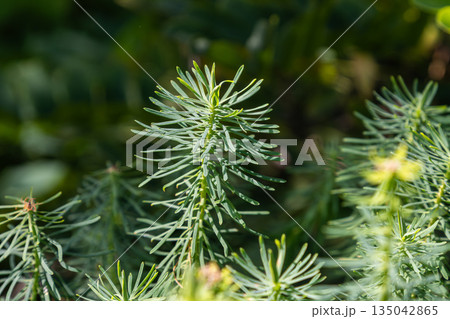 Cypress spurge grows in a garden while showcasing narrow leaves in direct sunlight during the summer season 135042865