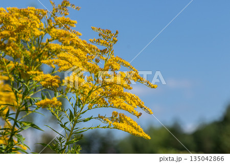 Bright yellow plumes of Solidago canadensis growing under a blue sky in summer found in fields and along roadsides 135042866