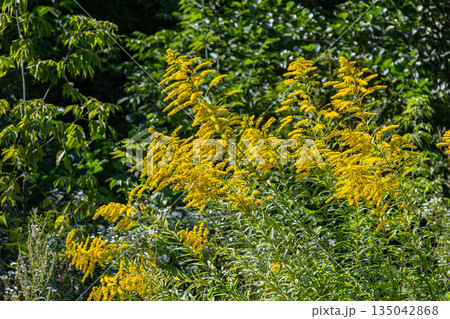 Golden yellow plumes of Solidago canadensis grow tall in a green field during late summer in North America Golden yellow plumes of Solidago canadensis grow tall in a green field during late summer in North America 135042868