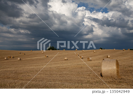 麦ロールの丘 135042949