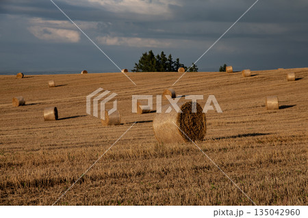 麦ロールの丘 麦ロールの丘 135042960