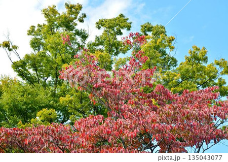 紅葉したハナミズキの葉 135043077