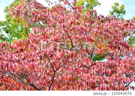 紅葉したハナミズキの葉 135043078