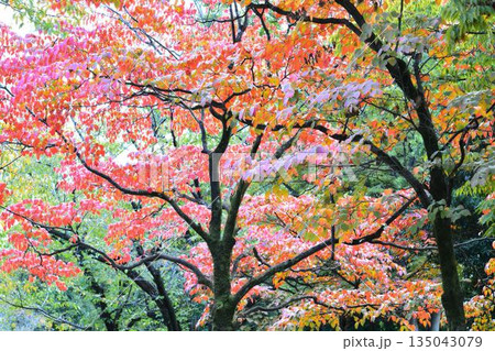 紅葉したハナミズキの葉 135043079