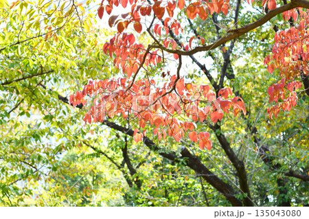 紅葉したハナミズキの葉 紅葉したハナミズキの葉 135043080