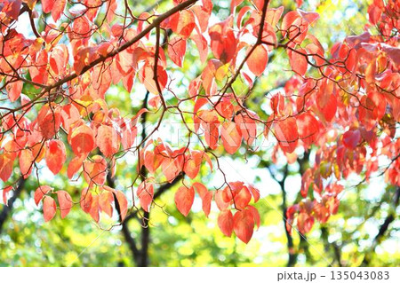 紅葉したハナミズキの葉 135043083