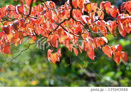 紅葉したハナミズキの葉 135043088