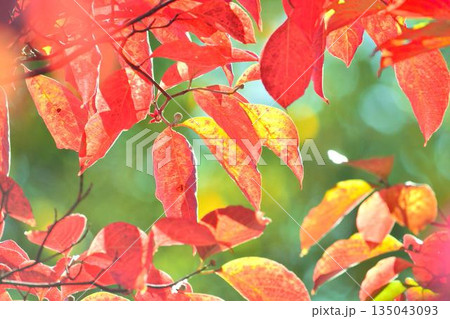 紅葉したハナミズキの葉 紅葉したハナミズキの葉 135043093