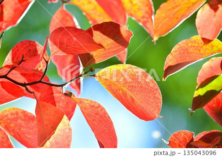 紅葉したハナミズキの葉 135043096