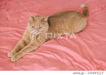 Relaxing orange cat stretches on pink bedspread in cozy indoor setting during daylight hours 135043127