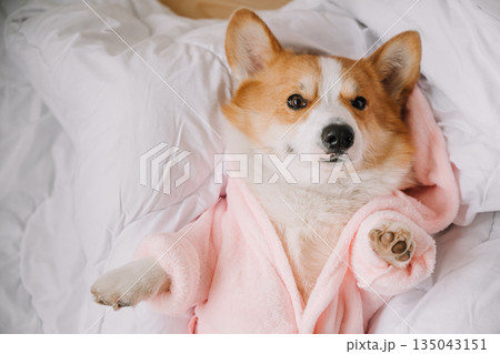 Corgi puppy lounging comfortably in a pink robe on a cozy bed 135043151