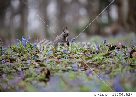 エゾエンゴサクとエゾリス エゾエンゴサクとエゾリス 135043627