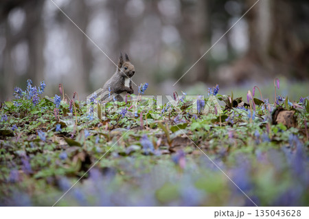 エゾエンゴサクとエゾリス 135043628