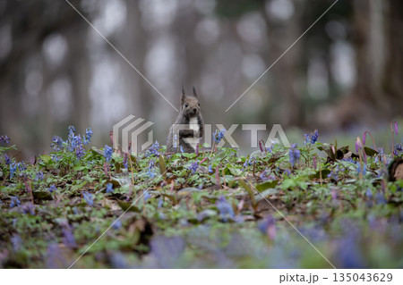 エゾエンゴサクとエゾリス 135043629