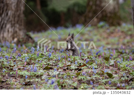 エゾエンゴサクとエゾリス 135043632