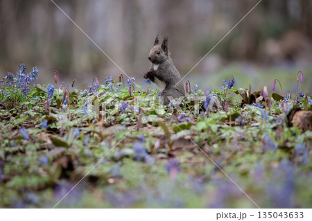エゾエンゴサクとエゾリス エゾエンゴサクとエゾリス 135043633