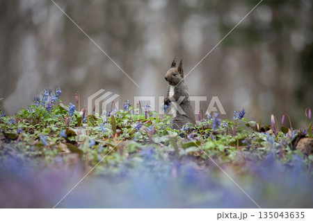 エゾエンゴサクとエゾリス エゾエンゴサクとエゾリス 135043635