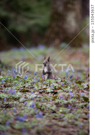 エゾエンゴサクとエゾリス 135043637