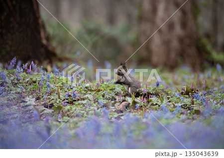 エゾエンゴサクとエゾリス 135043639