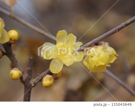 ロウバイ 135043649