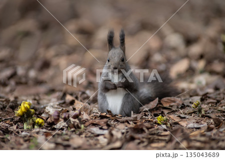 福寿草と蝦夷栗鼠 135043689