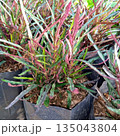 Red and Green Narrow Leaf Codiaeum Variegatum Ornamental Shrub in Garden Nursery 135043804