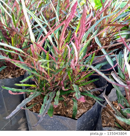 Red and Green Narrow Leaf Codiaeum Variegatum Ornamental Shrub in Garden Nursery 135043804