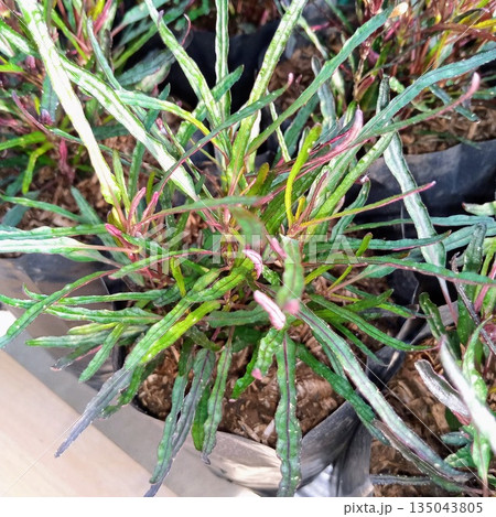 Narrow Leaf Croton Codiaeum Variegatum Punctatum Plant in Nursery Polybag for Landscaping Narrow Leaf Croton Codiaeum Variegatum Punctatum Plant in Nursery Polybag for Landscaping 135043805