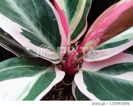 Macro Detail of Stromanthe Sanguinea Triostar Foliage with Pink and Green Variegation 135043806